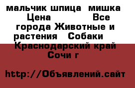 мальчик шпица (мишка) › Цена ­ 55 000 - Все города Животные и растения » Собаки   . Краснодарский край,Сочи г.